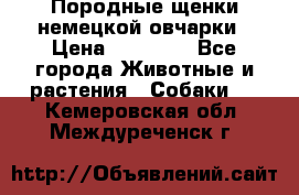 Породные щенки немецкой овчарки › Цена ­ 24 000 - Все города Животные и растения » Собаки   . Кемеровская обл.,Междуреченск г.